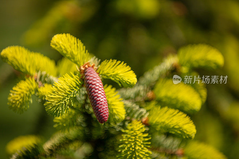 Fresh pine cones on the tree.